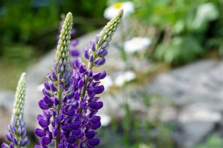 How to start lupine seeds?