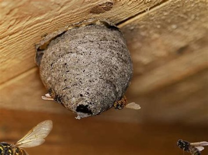 How to stop wasp nest building?