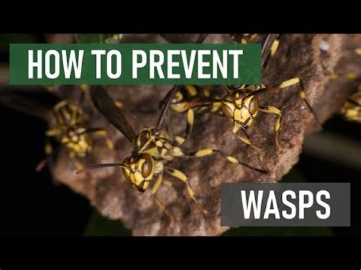 How to stop wasps from coming back?