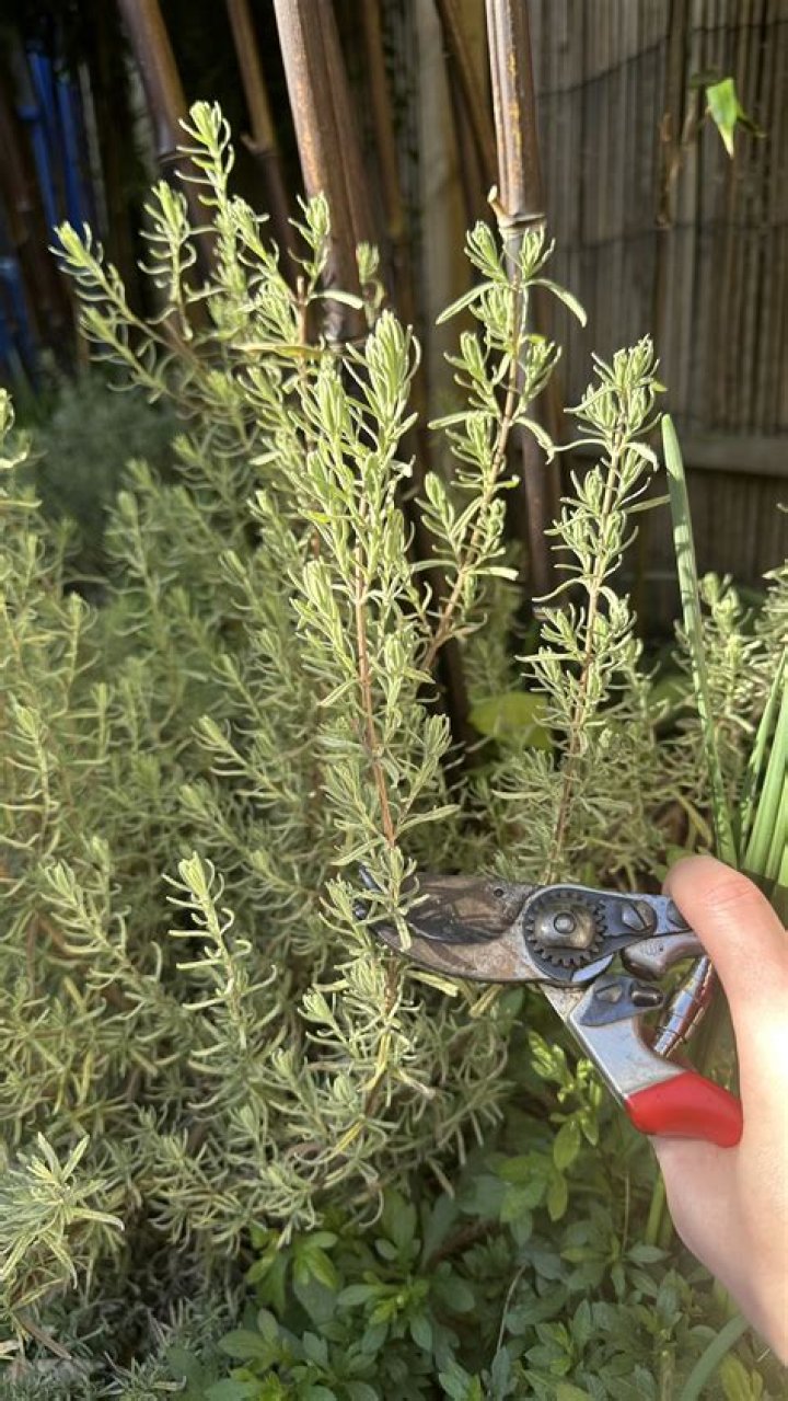 How to take a cutting from aubrieta?