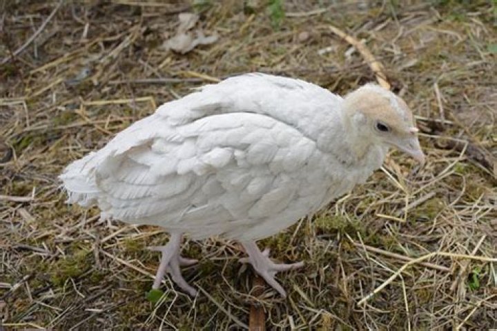How to take care of turkey poults?