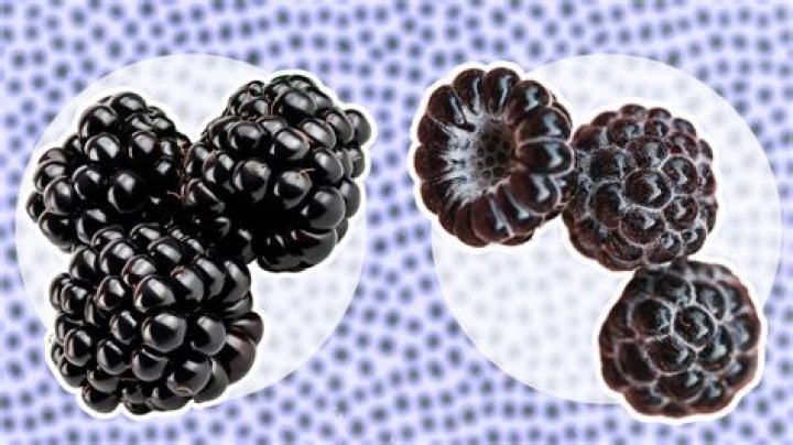 How to tell the difference between dewberries and blackberries?