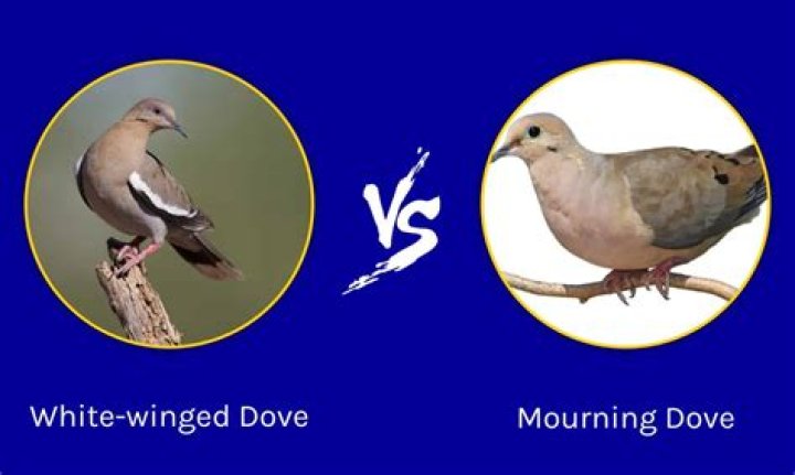 How to tell the gender of a white winged dove?