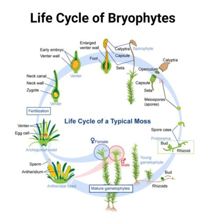 How to tracheophytes reproduce?