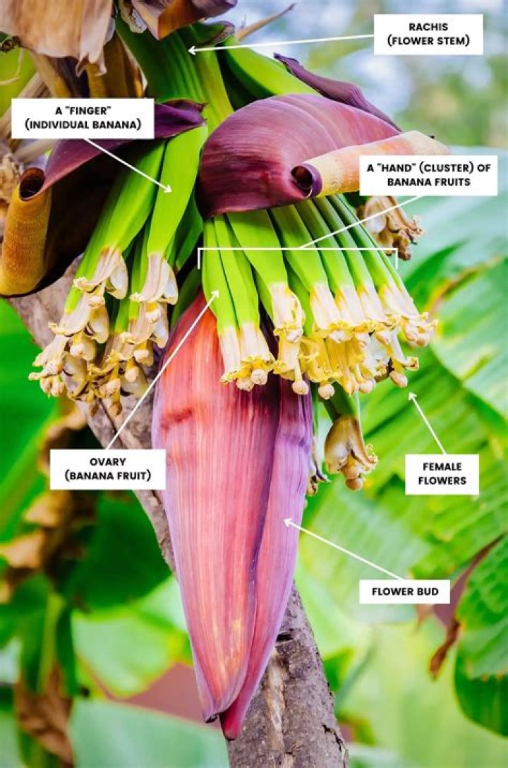 How to treat a banana plant?