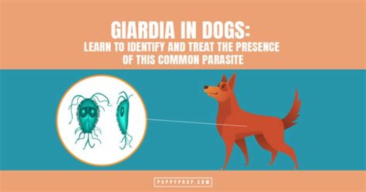 How to treat giardia in dogs?