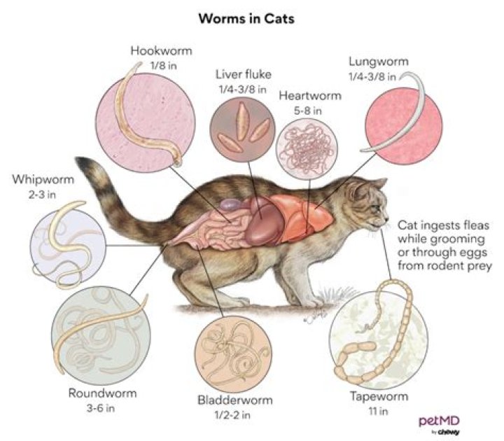 How to treat lungworms in cats?