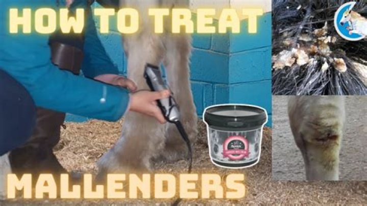 How to treat mallenders in horses?