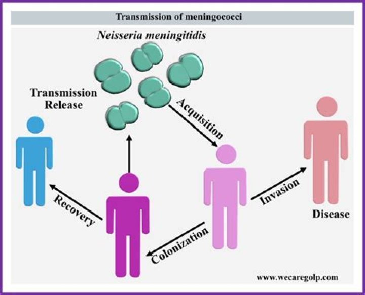 How to treat neisseria meningitidis?