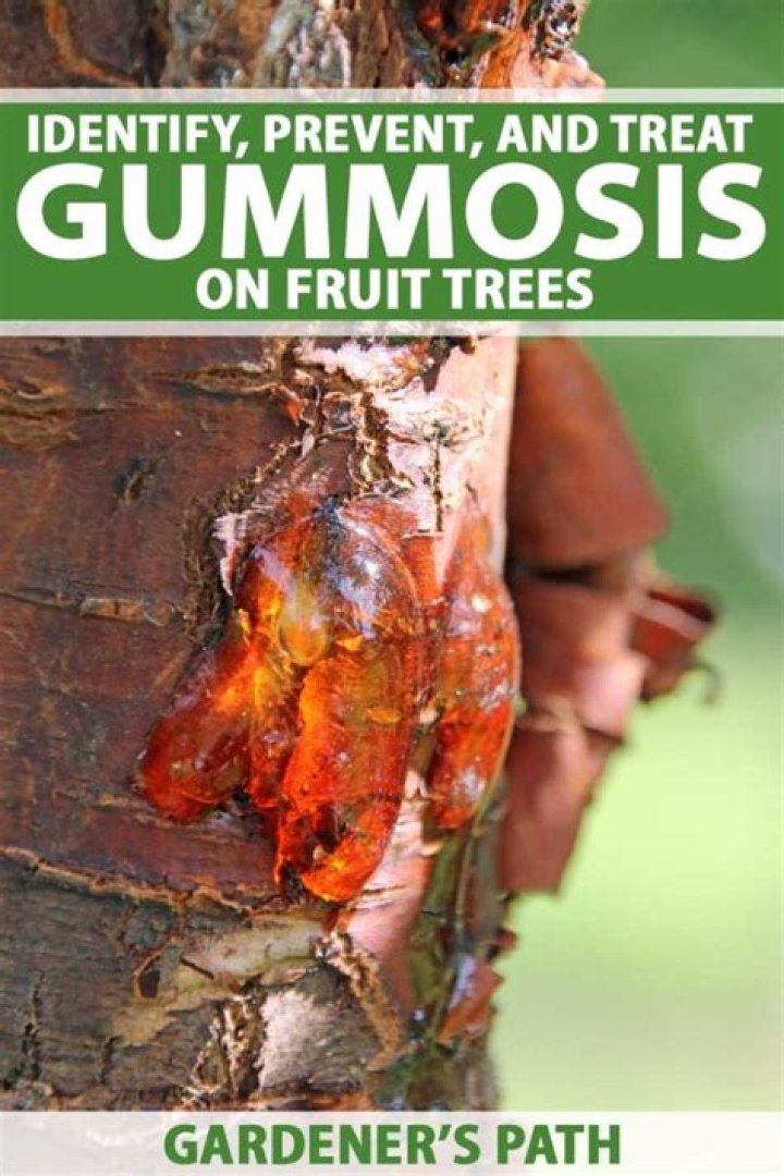 How to treat phytophthora gummosis?