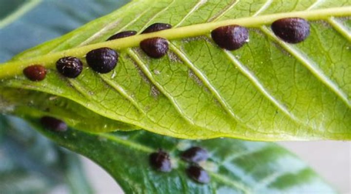 How to treat psyllids?