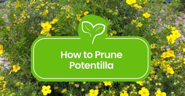 How to trim a potentilla shrub?