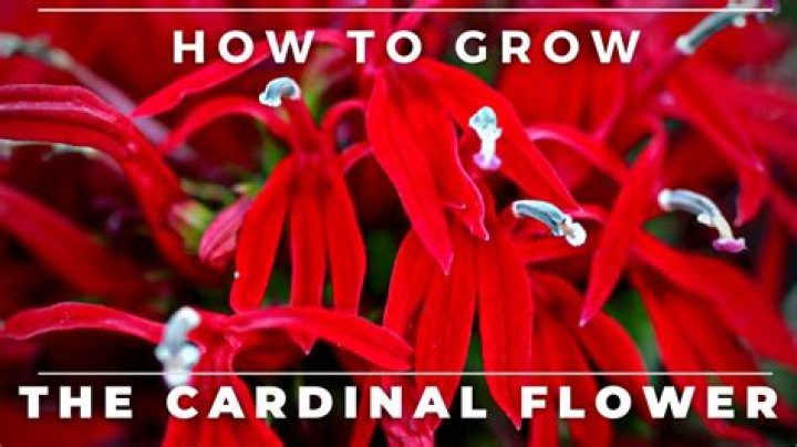 How to trim cardinalis?