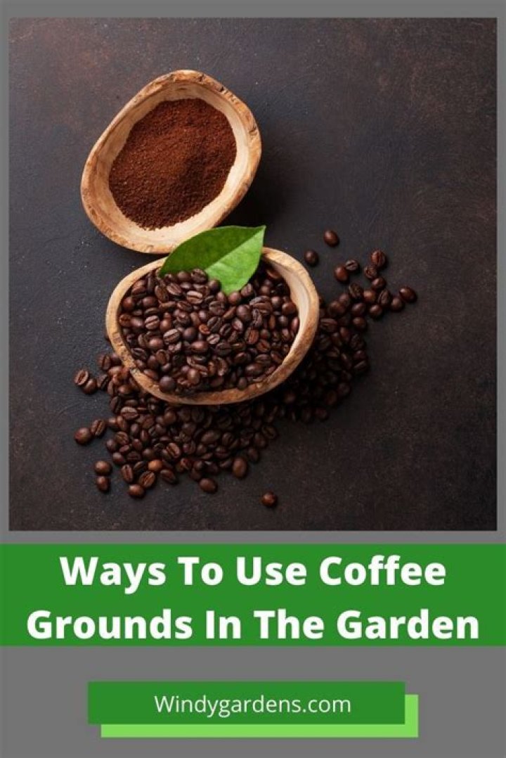 How to use coffee grounds in the garden?