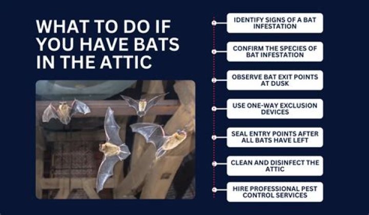 How to use have bats in the belfry?