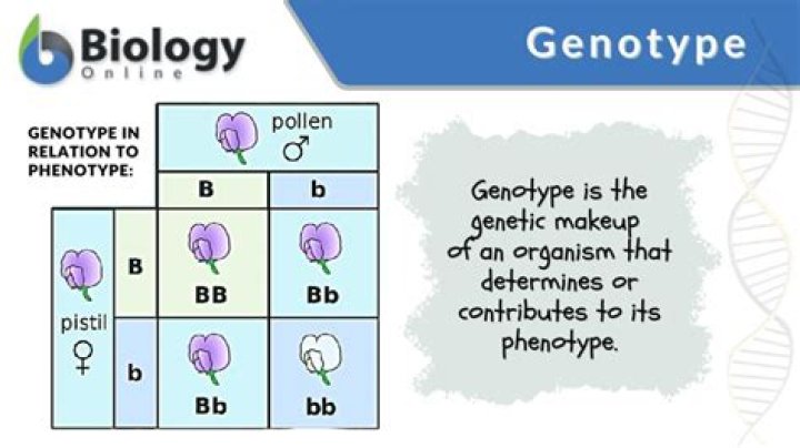 How to write genotype?
