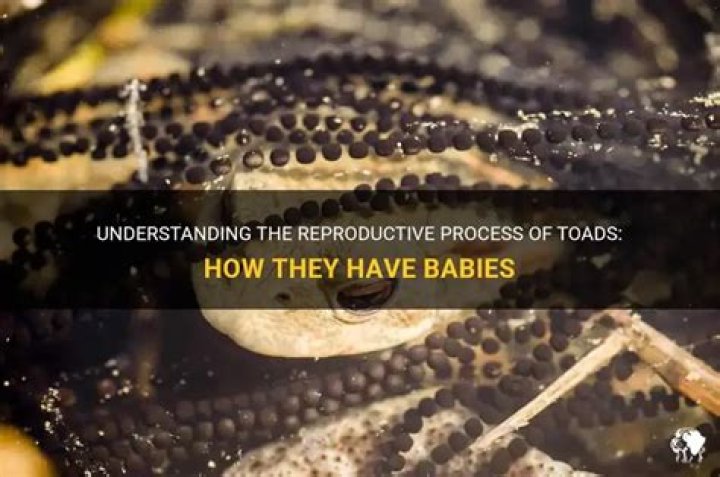 How toads have babies?