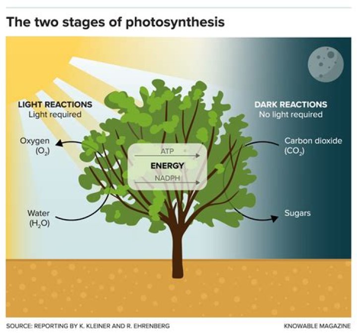 How two stages of photosynthesis?