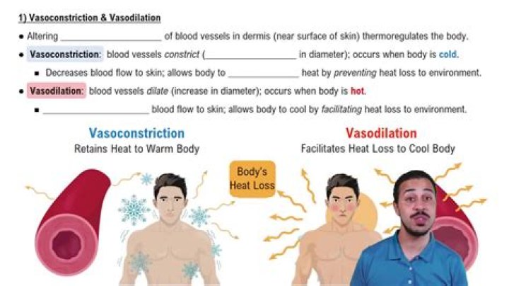 How vasoconstriction reduces heat loss?
