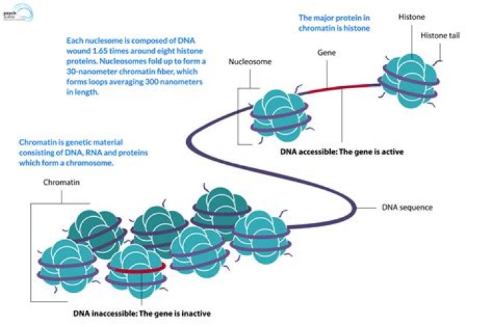 How was epigenetics discovered?