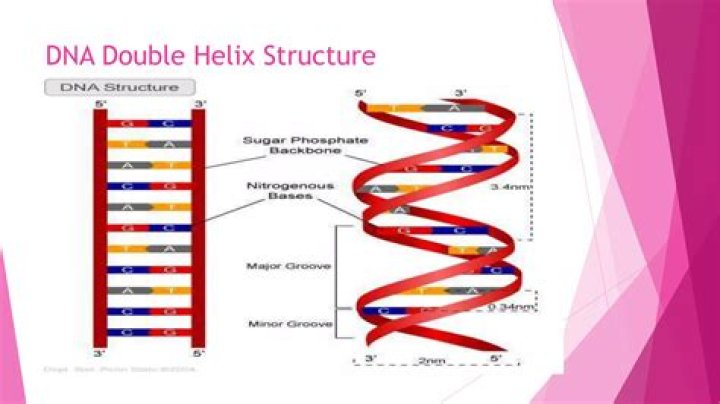 In a dna double helix the phosphates are bonded to?