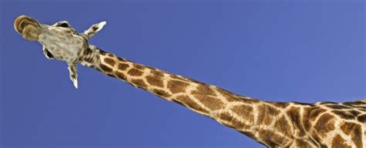In a giraffe's neck?