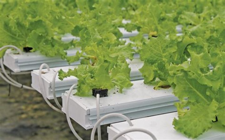 In a hydroponics system?