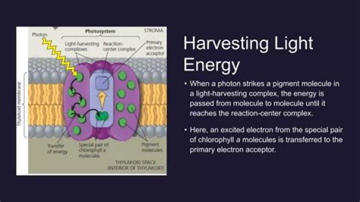In a light harvesting?