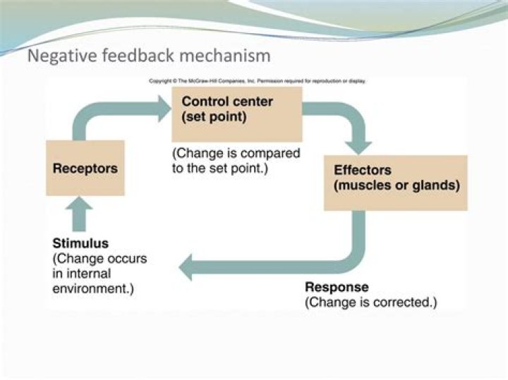 In a negative feedback mechanism the response of the effector?