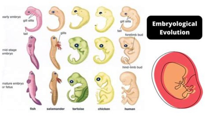 In adventive embryony embryos develop from?