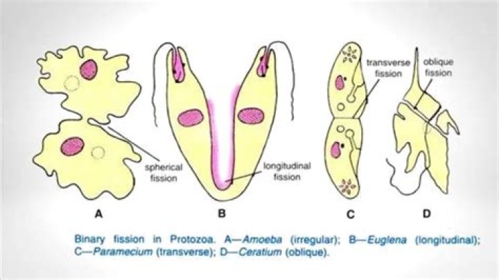 In amphibians syngamy occurs in cloaca?