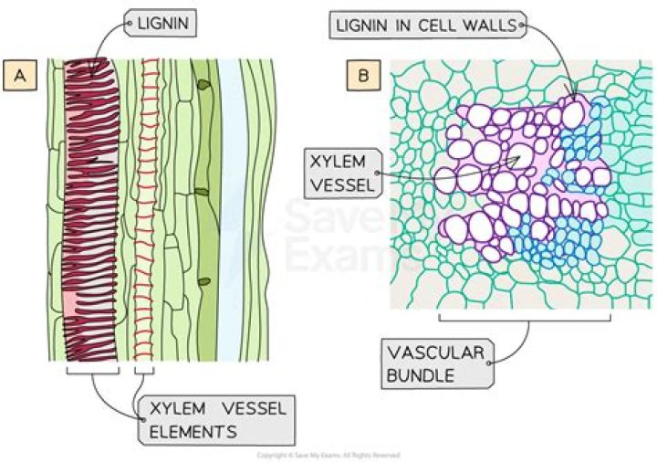 In angiosperms xylem consists of tracheids and?