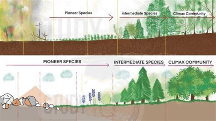 In any lithosere the pioneer community is?