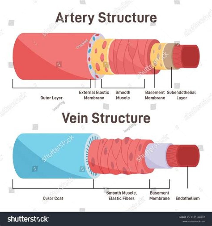 In arteries and capillaries?