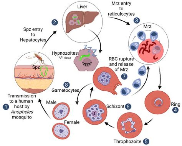 In biology what is schizont?