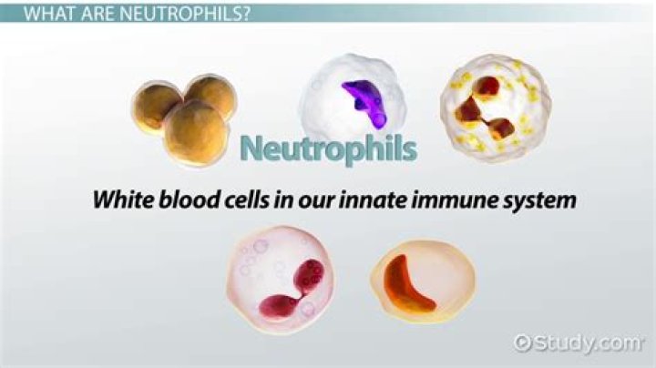 In blood work what is neutrophils?