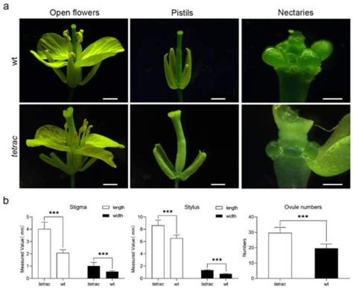 In brassica flowers are?