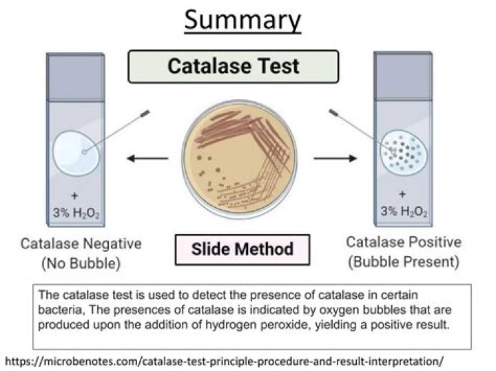 In catalase test the positive result indicates that?