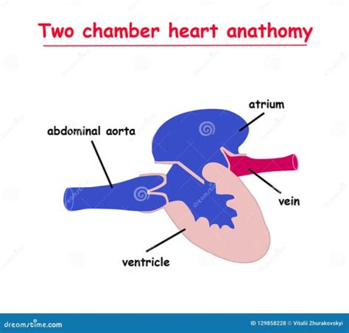 In chondrichthyes heart is?