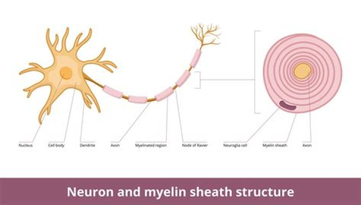 In cns myelin is secreted by?