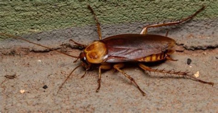 In cockroach the corpora allata is?