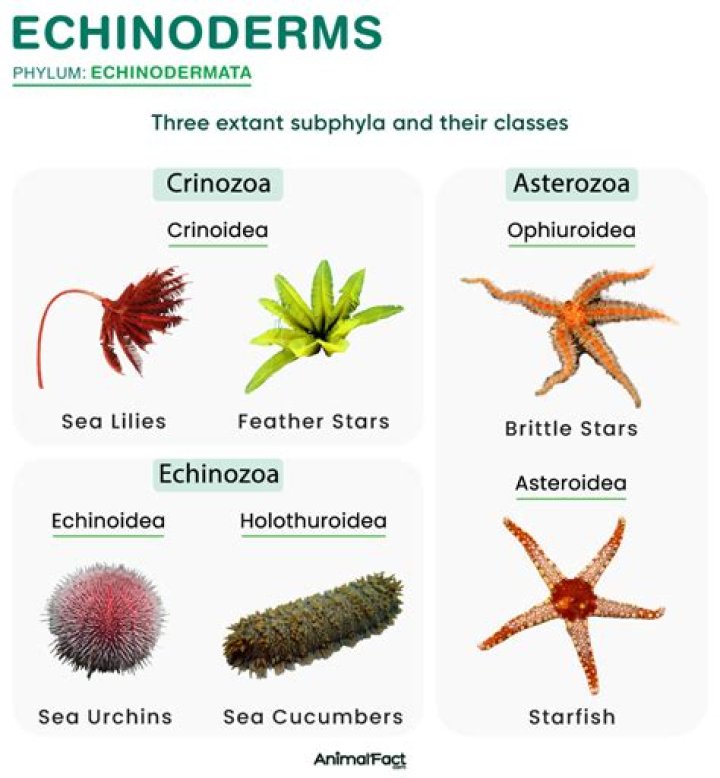 In echinoderms sexes are separate?