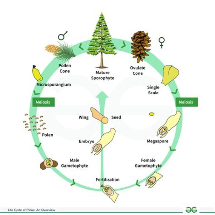 In endosperm of maize and pinus the ploidy level are?