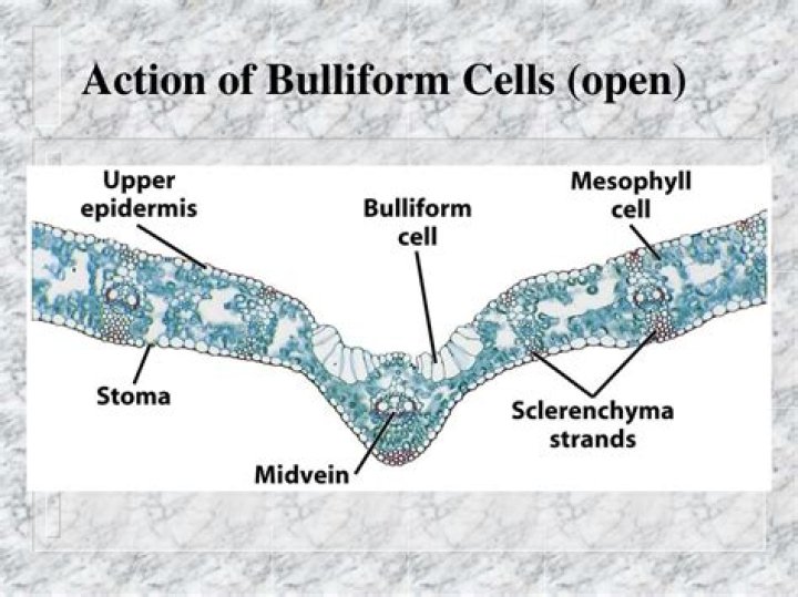 In epidermis of bulliform cells are found?