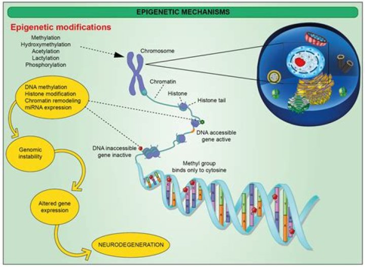 In epigenetics the environment influences gene expression?