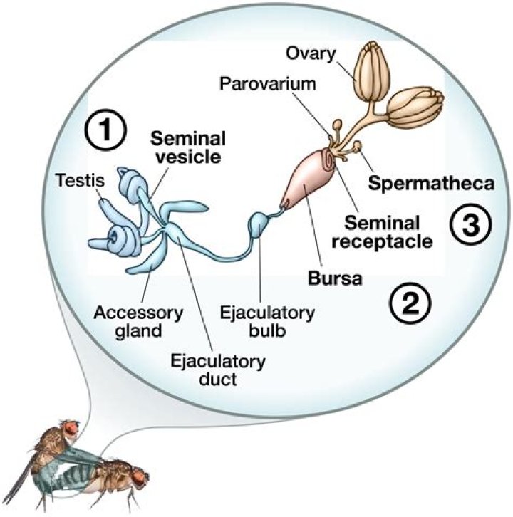 In female cockroach sperms are stored in spermatheca?