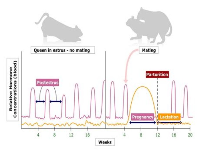 In female mammals with an estrous cycle?