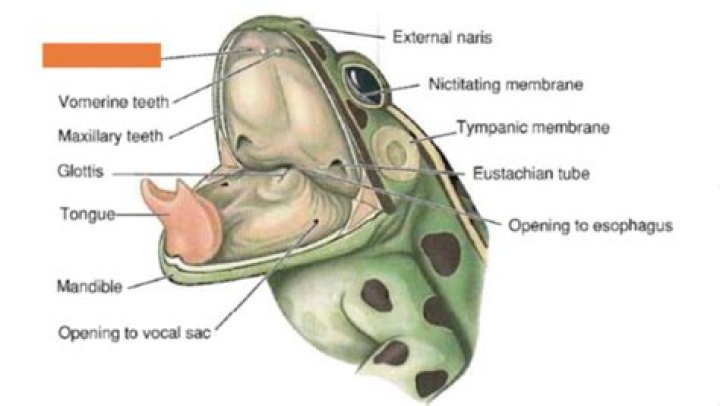 In frogs what system is the nictitating membrane a part of?