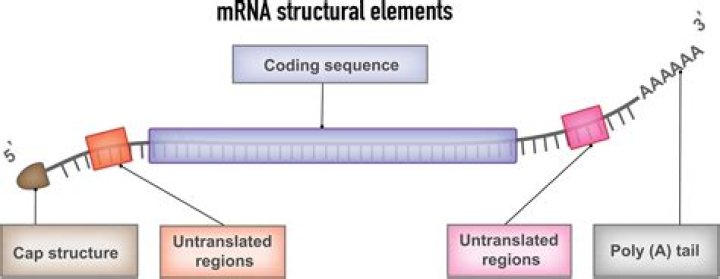 In functional mrna utrs are present?