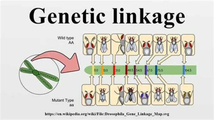 In genetics linkage refer to the linkage of genes of the?